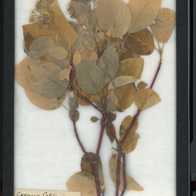 Plant Specimen, Mounted