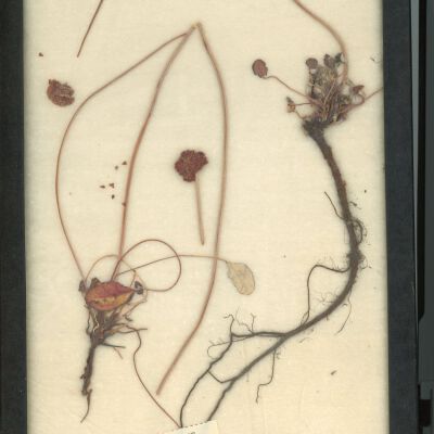 Plant Specimen, Mounted