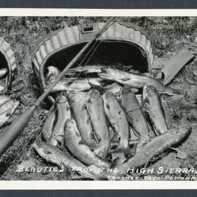 Print, Photographic