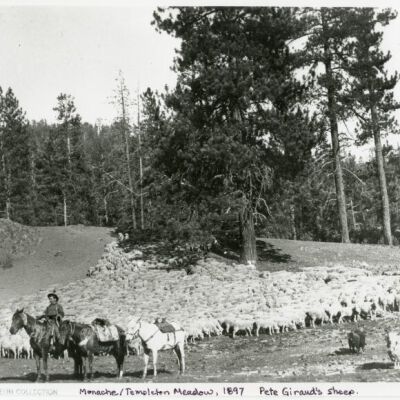 Monache/Templeton Meadow 1897 Pete Giraud's sheep