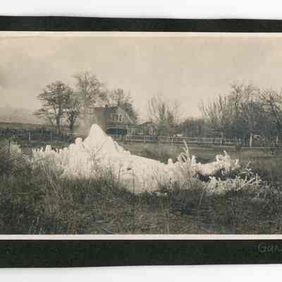 Print, Photographic
