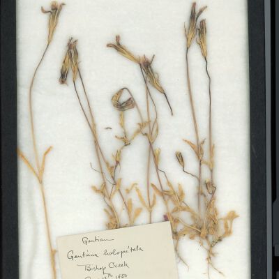 Plant Specimen, Mounted