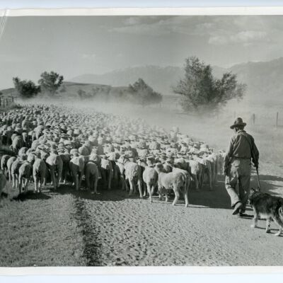 Print, Photographic