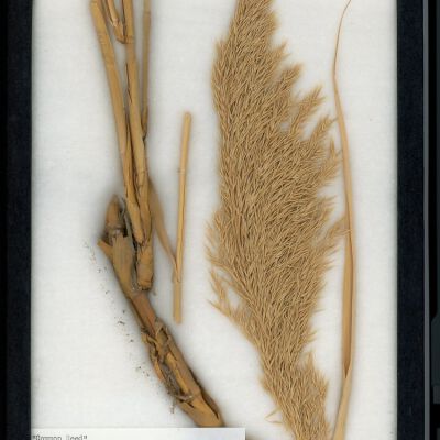 Plant Specimen, Mounted