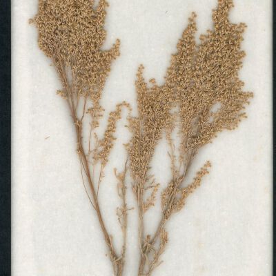 Plant Specimen, Mounted