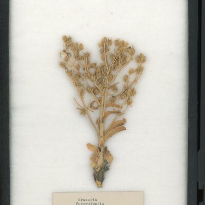 Plant Specimen, Mounted