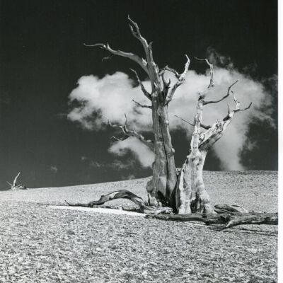 Patriarch Grove - Ancient Bristlecone Pine Forest by Edwin C. Rockwell