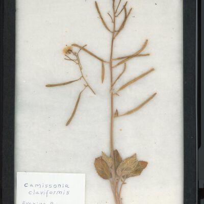 Plant Specimen, Mounted
