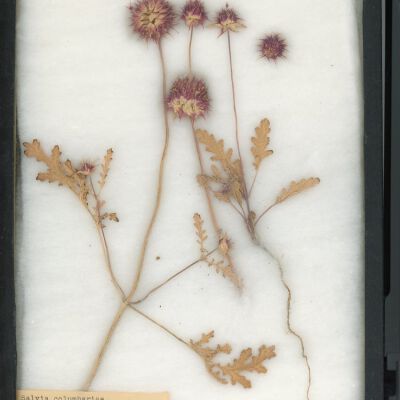 Plant Specimen, Mounted