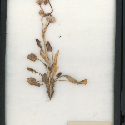 Plant Specimen, Mounted