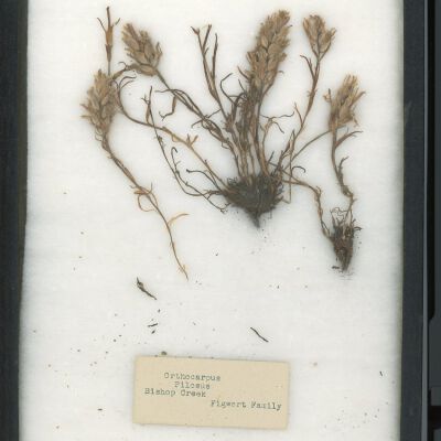 Plant Specimen, Mounted
