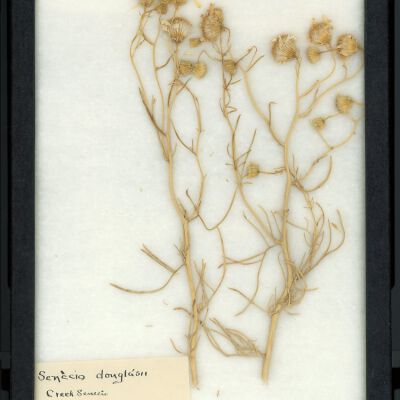Plant Specimen, Mounted