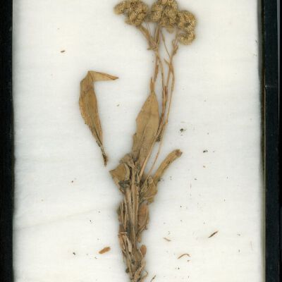 Plant Specimen, Mounted