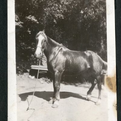 Print, Photographic