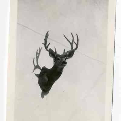 Print, Photographic