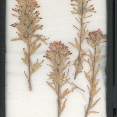 Plant Specimen, Mounted