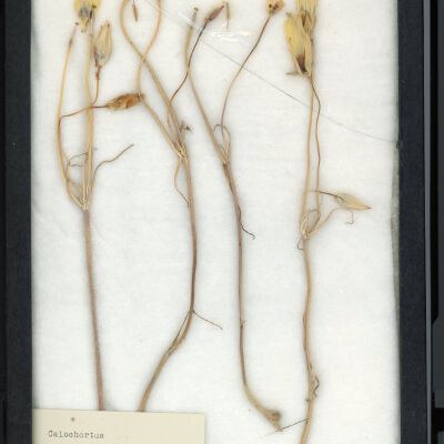 Plant Specimen, Mounted