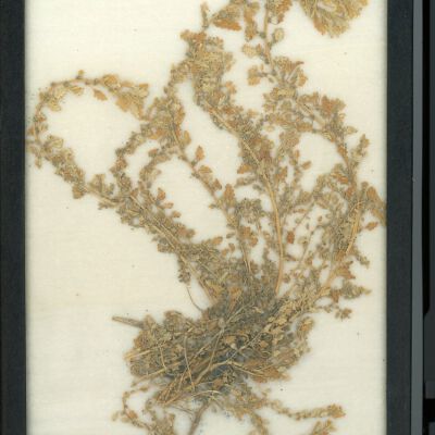 Plant Specimen, Mounted