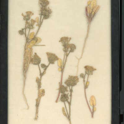 Plant Specimen, Mounted