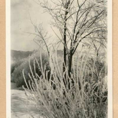 Print, Photographic
