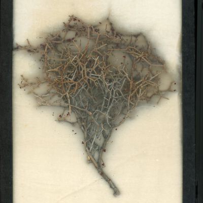 Plant Specimen, Mounted