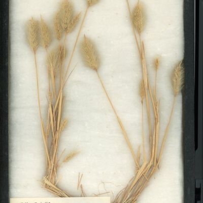 Plant Specimen, Mounted