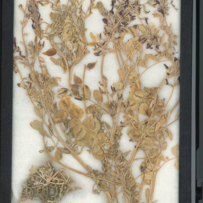Plant Specimen, Mounted