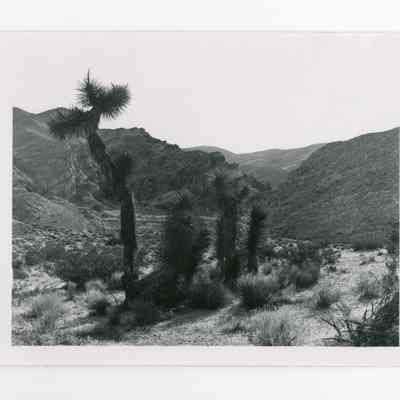 Print, Photographic
