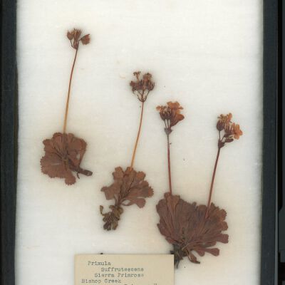 Plant Specimen, Mounted