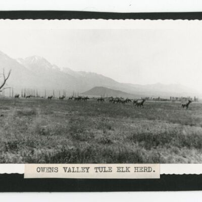 Owens Valley tule elk herd