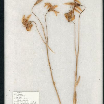 Plant Specimen, Mounted