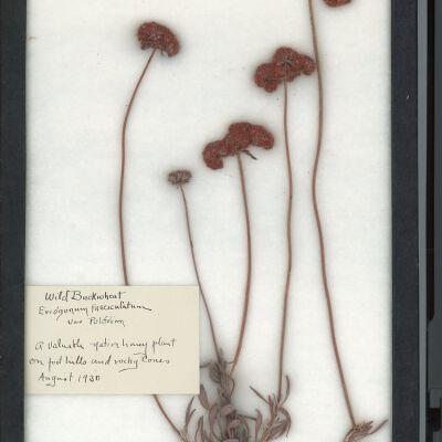 Plant Specimen, Mounted