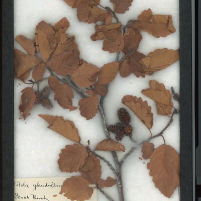 Plant Specimen, Mounted