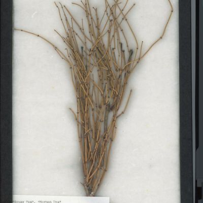 Plant Specimen, Mounted