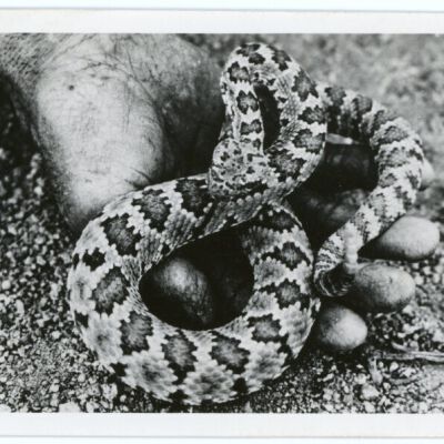Print, Photographic