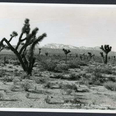 Print, Photographic