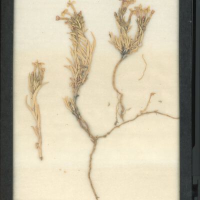 Plant Specimen, Mounted