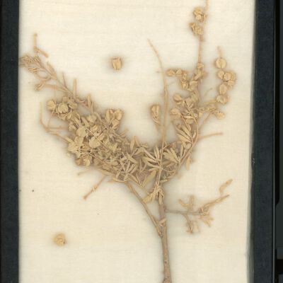 Plant Specimen, Mounted
