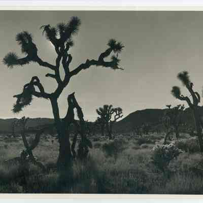 Print, Photographic