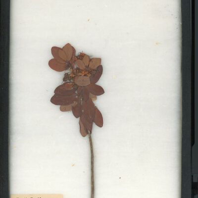 Plant Specimen, Mounted