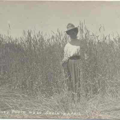 Grain in April