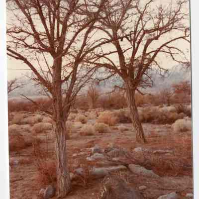 Print, Photographic