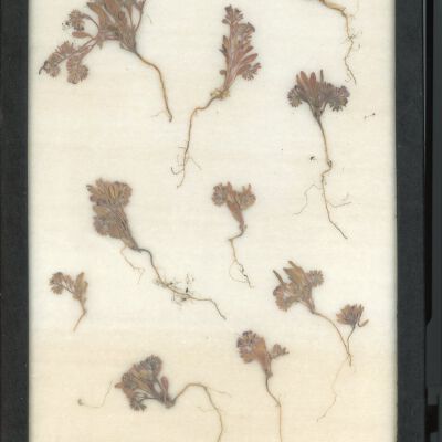 Plant Specimen, Mounted