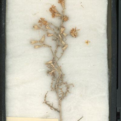 Plant Specimen, Mounted