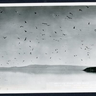 Print, Photographic