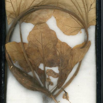 Plant Specimen, Mounted
