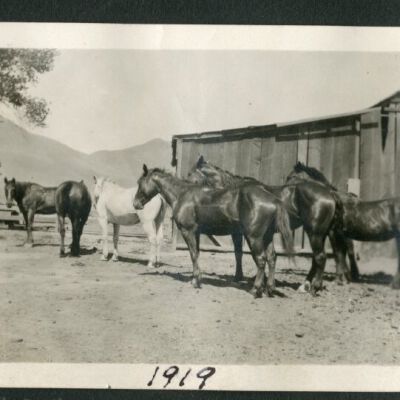 Print, Photographic