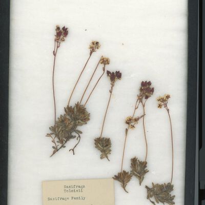 Plant Specimen, Mounted