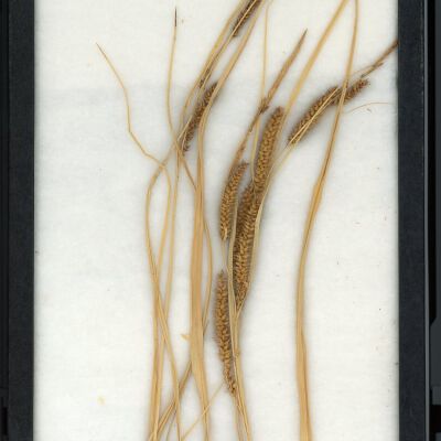 Plant Specimen, Mounted