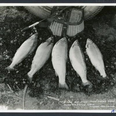 Print, Photographic